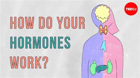 8 fascinating facts about hormones and their functions the news god