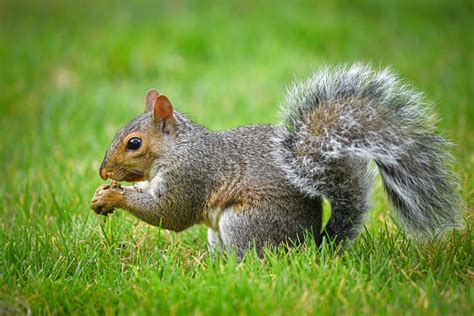 What food do squirrels eat? Do Squirrels Eat Monkey Nuts? | Pests Banned