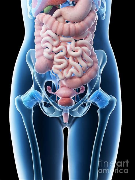 Female Abdominal Organs Photograph By Sebastian Kaulitzki Science Photo