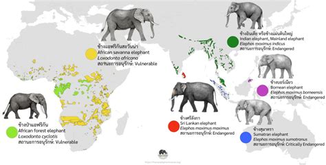 Elephants Of The World Human Elephant Voices Network