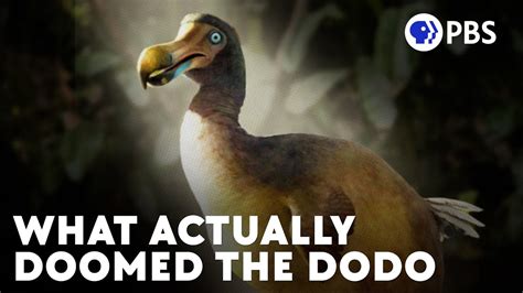 The Real Story Of The Dodo Birds Current Extinction Youtube