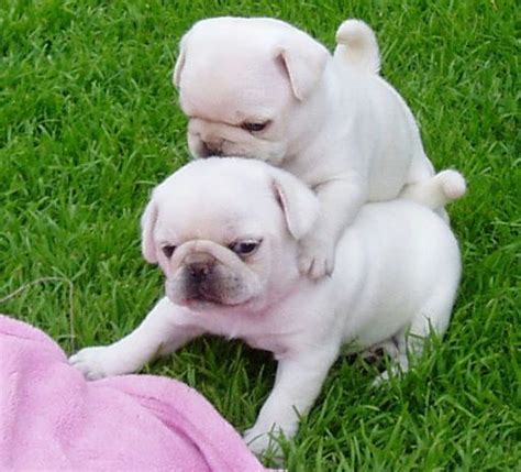 Cute White Pug Puppies Dawgs Pinterest