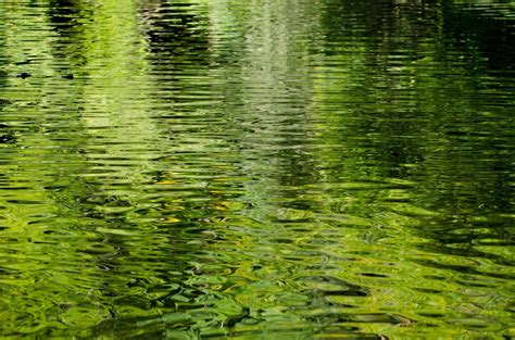 Free Images Tree Water Forest Sunlight Leaf Flower Pond