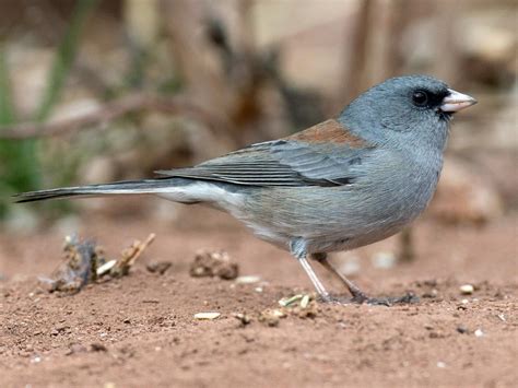 Dark Eyed Junco Celebrate Urban Birds