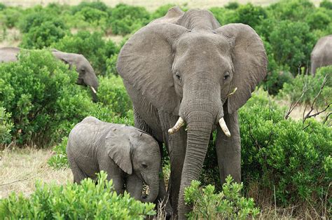 Wild African Elephant Mother And Baby Photograph By Gomezdavid Fine