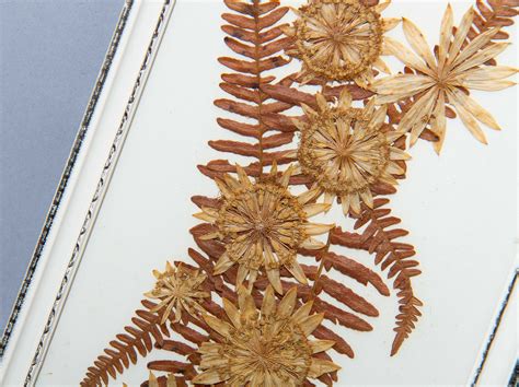 We did not find results for: Framed pair of pressed dried leaves flowers pictures ...