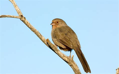 Check spelling or type a new query. California Towhee | Audubon Field Guide