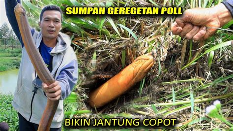 mimpi mancing belut