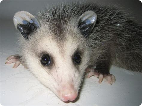 Hello Animals And Pets Funny Animals Baby Opossum Awesome Possum