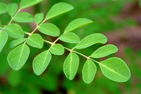 6 More Reasons Why Moringa Is Taking Over The Superfood World Sunfood