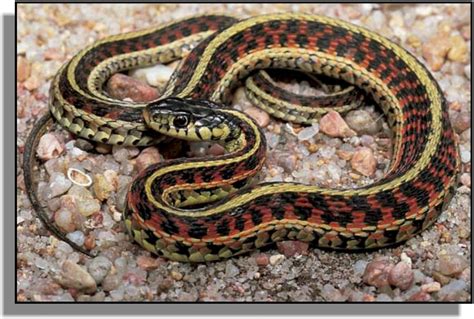 Florida Garden Snakes Photos
