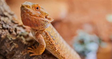 100 Bearded Dragon Names For Your Charming New Pal Petsvills