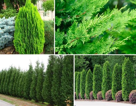 11 Types Of Arborvitae You Should Know About