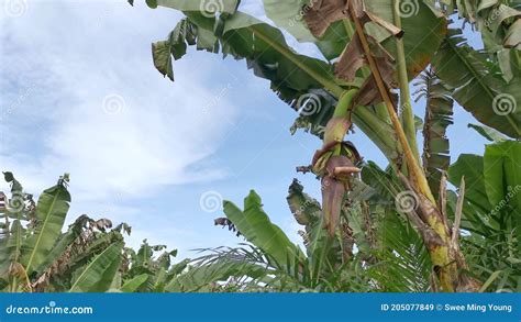 The Cluster Of Banana Fruits Hanging On The Tree Stock Video Video