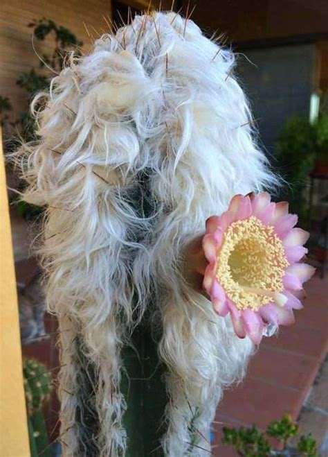 These 17 Unusual Plants Just Prove Nature Can Be Weird Sometimes Cactus
