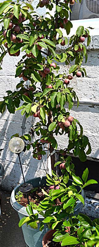 Grow Attractive Fruit Bushes And Even Trees In Containers