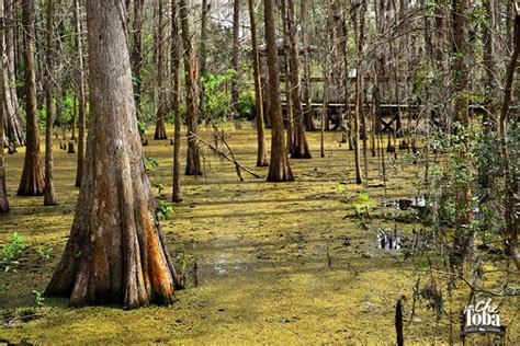 Navegar Por Un Pantano En La Florida Ecoturismo Y Salidas A La Naturaleza