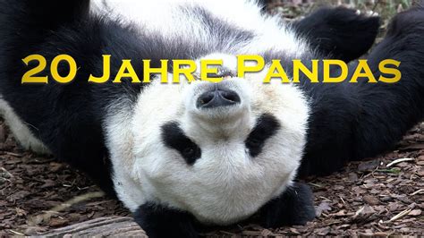 Als Die Großen Pandas Nach Wien Kamen I Tiergarten Schönbrunn Youtube
