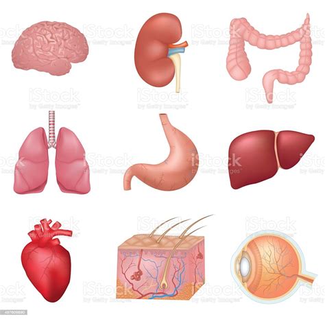 Download internal organs stock vectors. Human Internal Organs Stock Illustration - Download Image ...