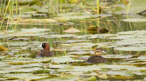 Preserving Wetlands For The Birds