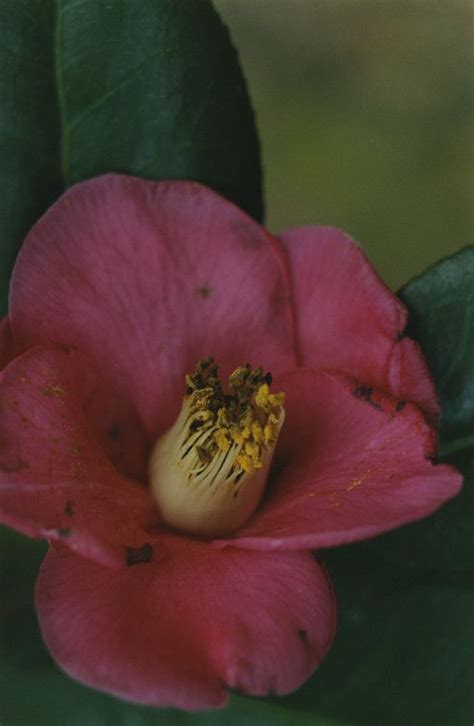 MISAKI portfolio YOSHIHIKO UEDA 上田義彦 in Ueda Botanical Flora