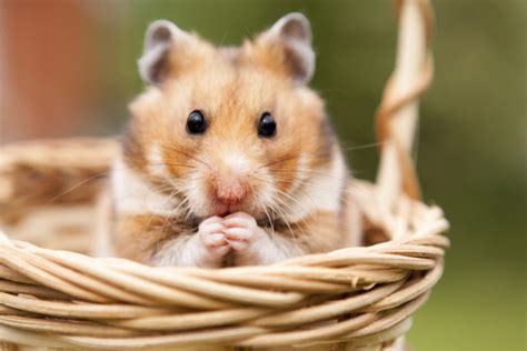 Comment Soccuper De Son Hamster Magazine Zooplus