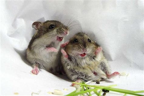 Unnamed Funny Animal Photos Baby Animals Hamster