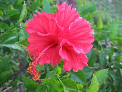 You can change your language preferences any time you like — just select your. Jom, Colour Me: Bunga Raya - Malaysia's National Flower