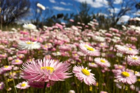 Wa Wildflowers Near Mingenew Australia Country Western Australia