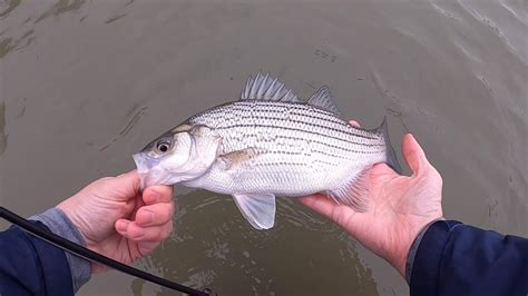 Fly Fishing The White Bass Run In Arkansas Youtube