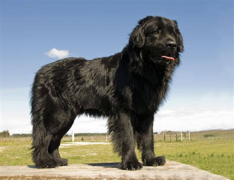 Newfoundland Grooming Everything You Need To Know Diy Dog Grooming Help