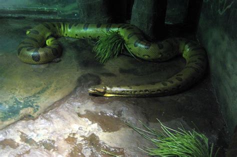 Nyc Bronx Bronx Zoo House Of Reptiles Anaconda Flickr