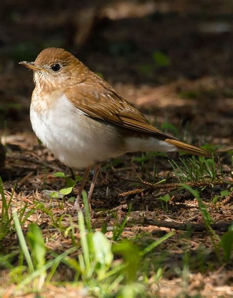 Veery Minnesota Breeding Bird Atlas Minnesota Birds Itasca State