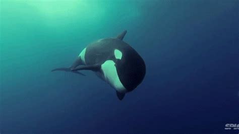Outstanding Underwater Film Makes Killer Whales Like Magic Creatures