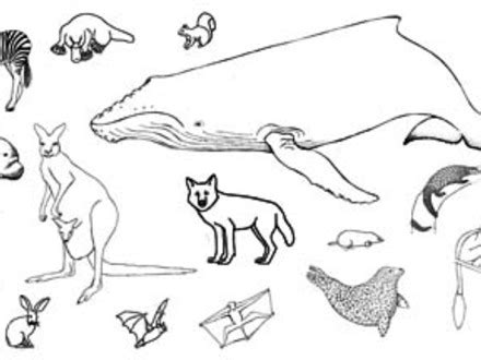 You can use our amazing online tool to color and edit the following colorado coloring pages. Colorado Rockies Coloring Pages at GetColorings.com | Free ...