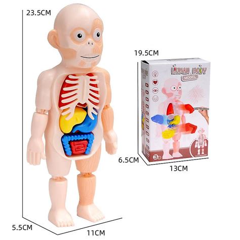 Human Organ Model Set Diy Assemble Human Anatomy Model Removable