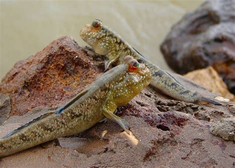 Mudskippers The Amazing Fish That Live On Land The World Of Knowledge
