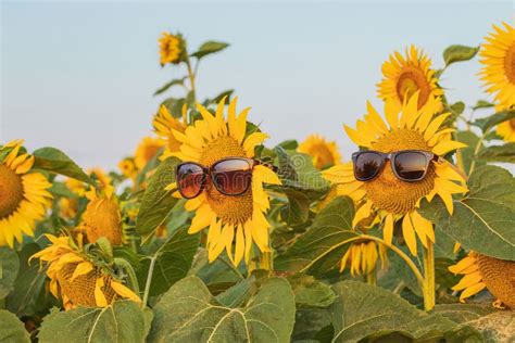 Sunflower Wearing Sunglasses In A Sunflower Field At Sunrice Summer Heat Concept Close Up Of