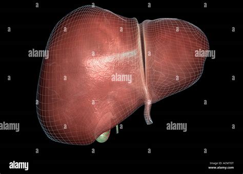The Liver Stock Photo Alamy