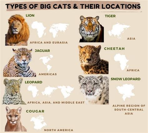 What Are The Big Seven Cats Civilsdaily