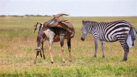 Zebra And Topi Giving Birth In The Wild Youtube