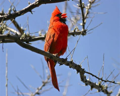 Northern Cardinal Nesting The Song