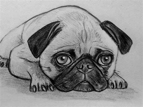 Animali da colorare per bambini: Ritratto disegno schizzo cane carlino matita su carta | Disegni di cane, Schizzi, Disegni