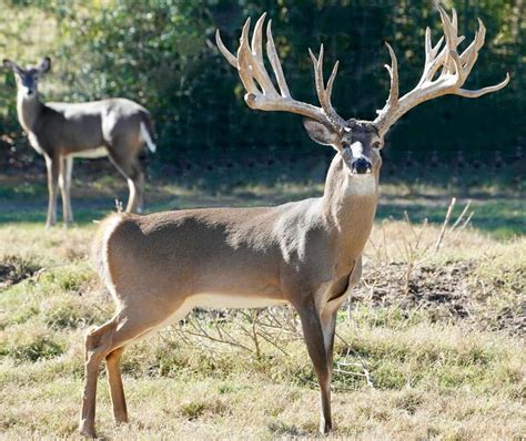 M3 Whitetailscatch The Big Texas Typical Buck Fever Deer Breeder