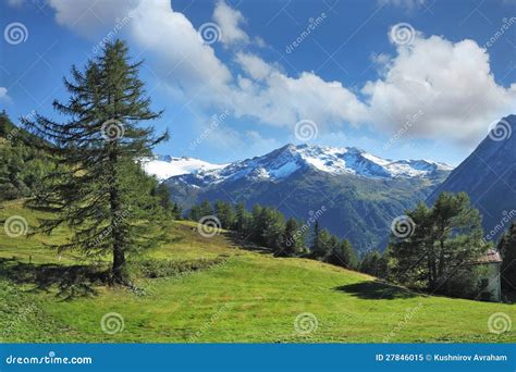Green Meadow On A Hillside And Pine Forests Stock Image Image Of