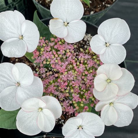 Hydrangea Game Changer® White – Avant Flora