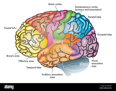 Vector Medical Colorful Illustration Of A Human Brain With Different