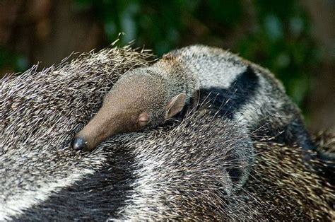 Baby Anteater Animals Baby Animals Cute Baby Animals