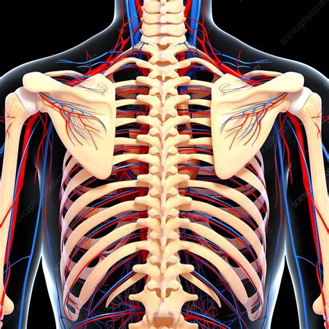 Antamony of your back ~ thoracic spine. Back anatomy, artwork - Stock Image - F006/0797 - Science ...