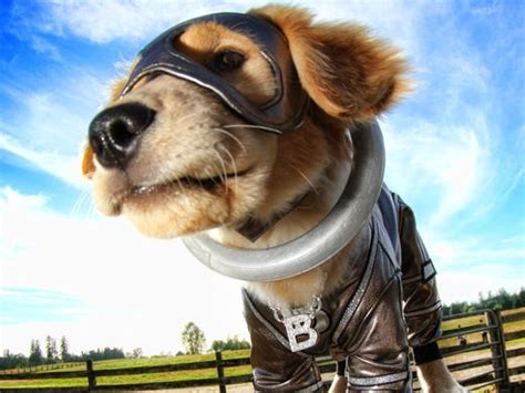 Superhero Puppies In Super Buddies Exclusive Clip